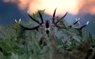 Deer in the forest