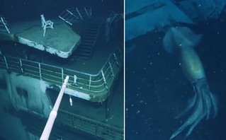 Γιγαντιαίο καλαμάρι κάνει photobombing σε ερευνητικό σκάφος στην Ερυθρά Θάλασσα