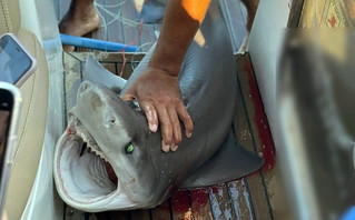 Σοκαριστική κακοποίηση καρχαρία στην Κύπρο: Τον έπιασαν από τα βράγχια και έβγαζαν σέλφι