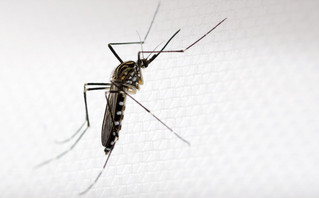 Το κορεάτικο κουνούπι που μοιάζει με το κουνούπι-τίγρης και θα μπορούσε να έρθει και στην Ελλάδα