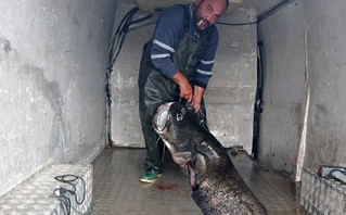 Ψαράς έπιασε γουλιάνω 123 κιλών στην Κοζάνη