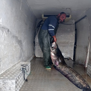 Ψαράς έπιασε γουλιάνω 123 κιλών στην Κοζάνη
