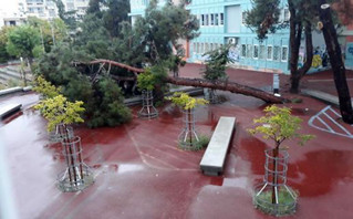 Δέντρο έπεσε στην αυλή σχολείου στη Θεσσαλονίκη
