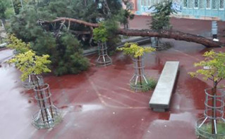 Δέντρο έπεσε στην αυλή σχολείου στη Θεσσαλονίκη