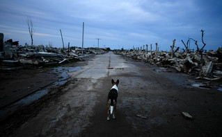 Stray dog ​​on the street