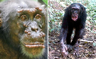 Σοκάρουν οι εικόνες με άγριους χιμπατζήδες που έχουν προσβληθεί από λέπρα