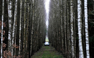 Αμάξι ανάμεσα σε μία συστάδα δέντρων