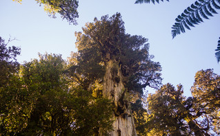 Γηραιότερα δέντρα στον κόσμο