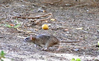Ποντίκια στην πλατεία Κολοκοτρώνη