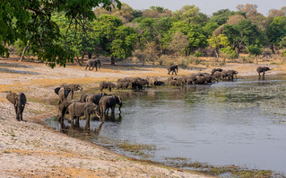 Αφρικανικοί ελέφαντες στο Namibia's Caprivi Strip