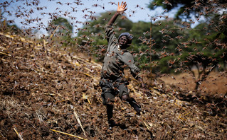 Man chases locusts