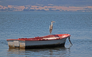 Πελεκάνος στη λίμνη Βόλβη