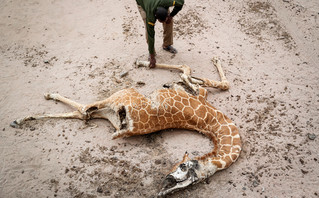 Νεκρή καμηλοπάρδαλη εξαιτίας της ξηρασίας στην Κένυα