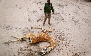 Νεκρή καμηλοπάρδαλη εξαιτίας της ξηρασίας στην Κένυα