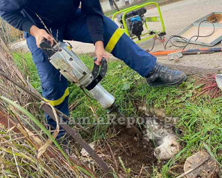 Απεγκλωβίστηκε σκύλος από τσιμενταύλακα