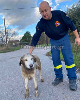 Σκύλος που σώθηκε από τσιμενταύλακα