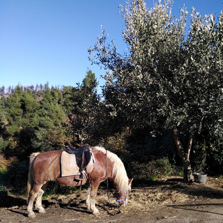 Ιππασία στις Καματριάδες στη Βόρεια Εύβοια