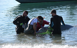 Νέες φωτογραφίες από τη διάσωση της φάλαινας στον Άλιμο