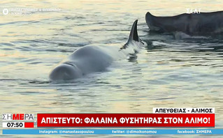 Σύμφωνα με τις πρώτες πληροφορίες πρόκειται για το είδος «Σιφιός» και φαίνεται ότι έχει χάσει τον προσανατολισμό του, ίσως, λόγω της χαμηλής θερμοκρασίας των τελευταίων ημερών.