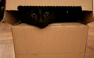 Αν έχεις γάτα για κατοικίδιο… τότε ξέρεις