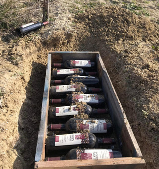 Φυτεύουν» μπουκάλια με κρασί σε οινοποιείο της Ιερισσού για παλαίωση στη Χαλκιδική