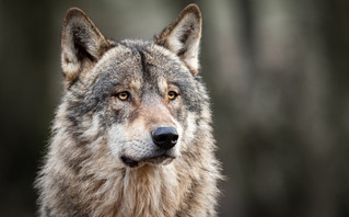 Θεσσαλονίκη: Λύκος μπήκε στο χωριό Μικρό Μοναστήρι και σκότωσε αδέσποτο σκυλάκι στη μέση του δρόμου