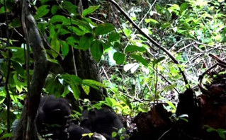 Βίντεο με μαμά χιμπατζή να γιατρεύει το τραύμα του παιδιού της με γιατροσόφι από έντομα καθηλώνει τους επιστήμονες