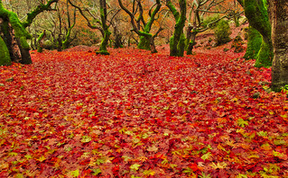 Κόκκινα πεσμένα φύλλα στο Πλανητέρο