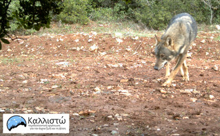 Ενημέρωση για το ευρύ κοινό με αφορμή την πιθανή επίθεση λύκου σε σκύλους στον Διόνυσο