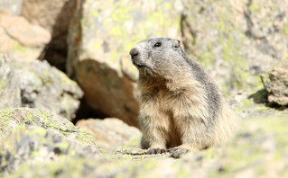 Μαρμότα / Marmot