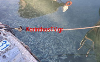Γέμισε νεκρά ψάρια το λιμάνι της Κορίνθου