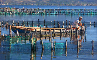 Ψαράς στην λιμνοθάλασσα του Μεσολογγίου