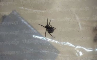 Πήλιο: Αράχνη τσίμπησε 4χρονο &#8211; Διακομίστηκε εκτάκτως στην Αθήνα