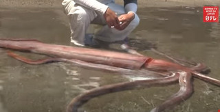 Ιαπωνία: Γιγαντιαίο καλαμάρι ξεβράστηκε ζωντανό σε ακτή της επαρχίας Φουκούι &#8211; Δείτε βίντεο