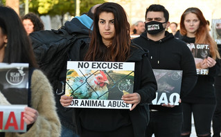 Διαμαρτυρία για τη θανάτωση των ζώων από Βίγκαν, Σύνταγμα Διαμαρτυρία για τη θανάτωση των ζώων από Βίγκαν, Σύνταγμα