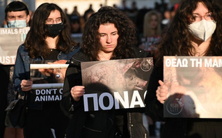 Διαμαρτυρία για τη θανάτωση των ζώων από Βίγκαν, Σύνταγμα