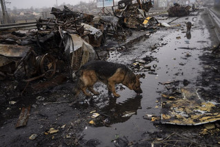 Σκύλος πίνει νερό δίπλα σε κατεστραμμένα ρωσικά άρματα μάχης στην Μπούκα της Ουκρανίας