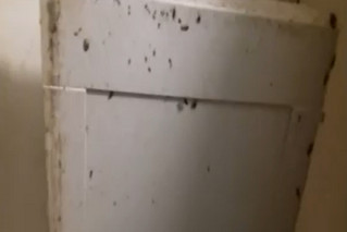 Οι κατσαρίδες στο σπίτι στον Άγιο Παντελεήμονα Οι κατσαρίδες στο σπίτι στον Άγιο Παντελεήμονα
