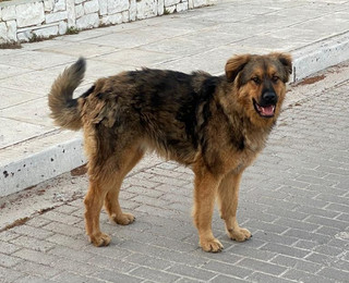 Εντοπίστηκε μεγαλόσωμο θηλυκό σκυλάκι στην περιοχή της Αγίας Μαρίνας Εκάλης και αναζητείται ο κάτοχός του