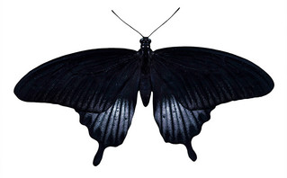 Μαύρη πεταλούδα