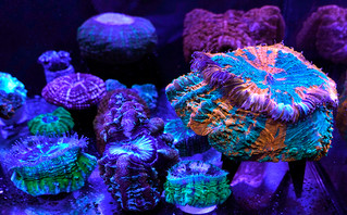 stony corals in Miami