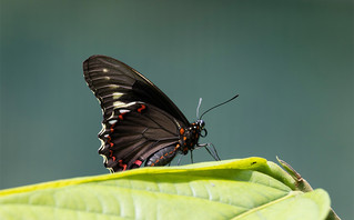 Μαύρη πεταλούδα πάνω σε φύλλο