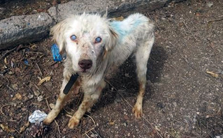 Το αλυσοδεμένο τυφλό σκυλάκι στη Φθιώτιδα και η έκκληση για φιλοξενία