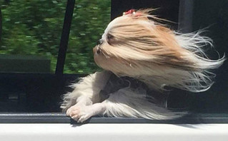 Σκύλοι VS ανέμου