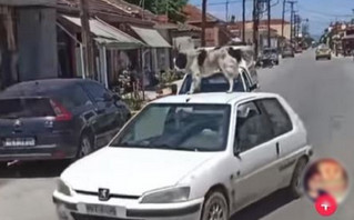Καρδίτσα: Χειροπέδες στον οδηγό που ανέβασε το σκυλί του στην οροφή του αυτοκινήτου και οδηγούσε