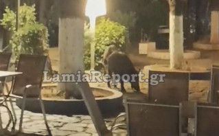 Λαμία: Αγριογούρουνα «κόβουν» βόλτες στον Άγιο Λουκά για να φάνε μούρα