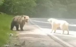 UPDATE: Όχι, το βίντεο της «μάχης» αρκούδας με σκύλο δεν είναι στο Μέτσοβο