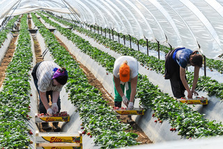 Land workers