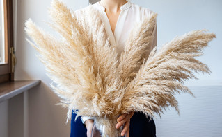 Pampas grass Pampas grass