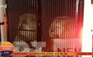 Βρήκαν δύο λιοντάρια και μία τίγρη στον Προμαχώνα – Εξετάζεται αν είχαν προορισμό τη… Μύκονο